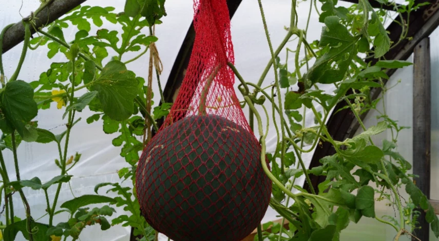 Подвязка арбуза на перекладине