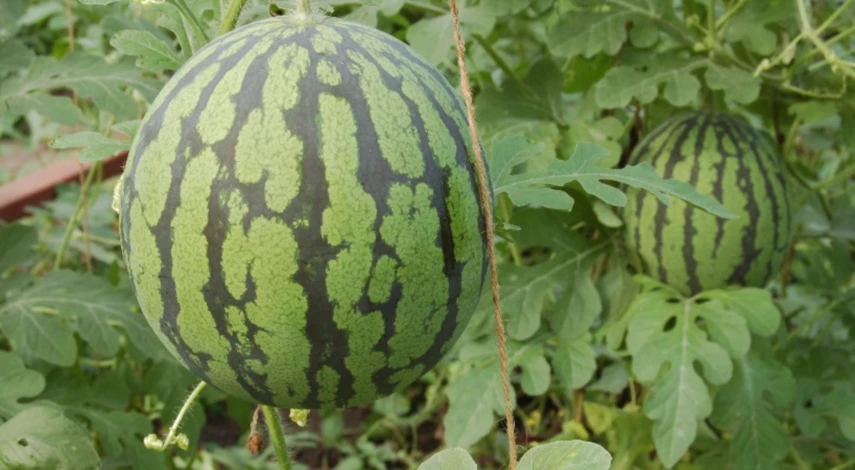 Формирование арбуза в теплице