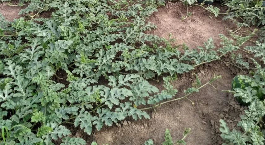 Выращивание арбуза без формировки