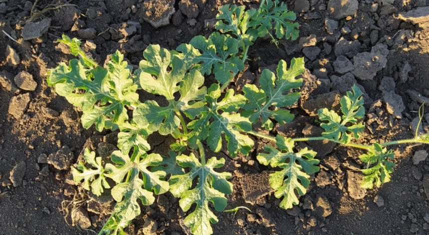 Формировка плетей арбуза