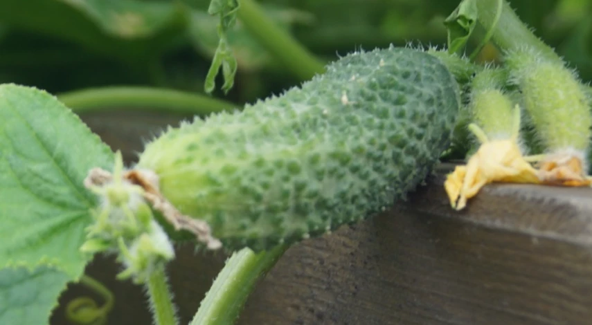 Препараты для завязей