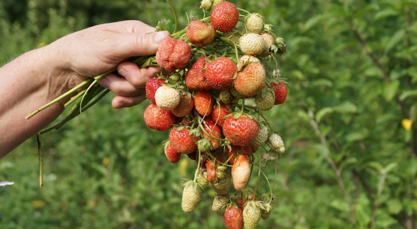 Как варить клубничный компот