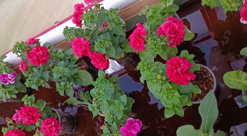 Обработка мучнистой росы на петунии