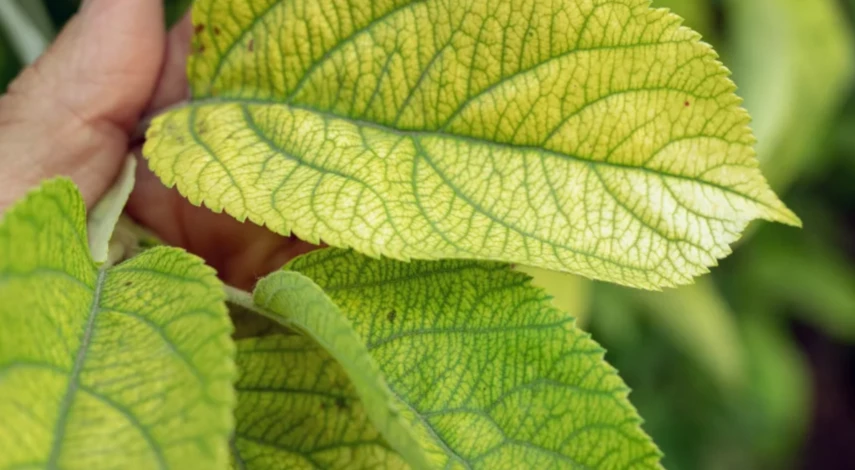 Признаки хлороза