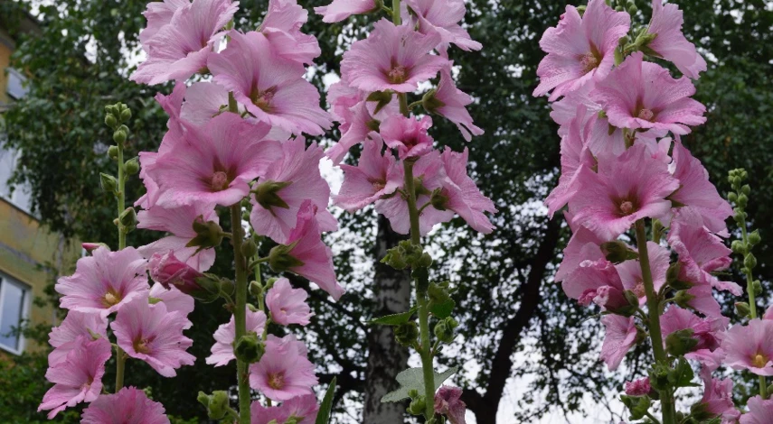 мальва или шток роза