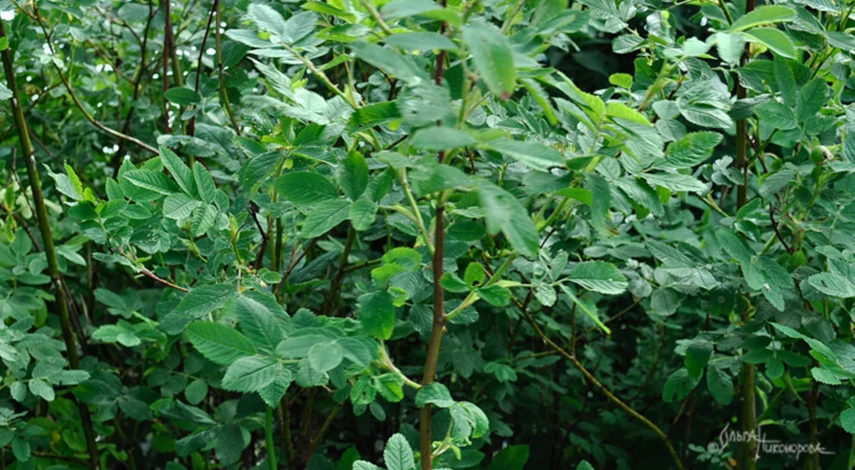 Шиповник для прививки роз