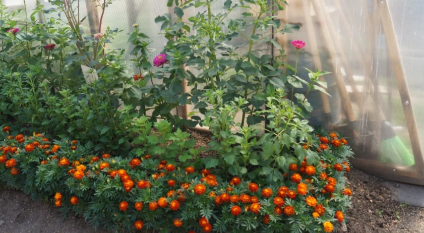 Профилактика от паутинного клеща