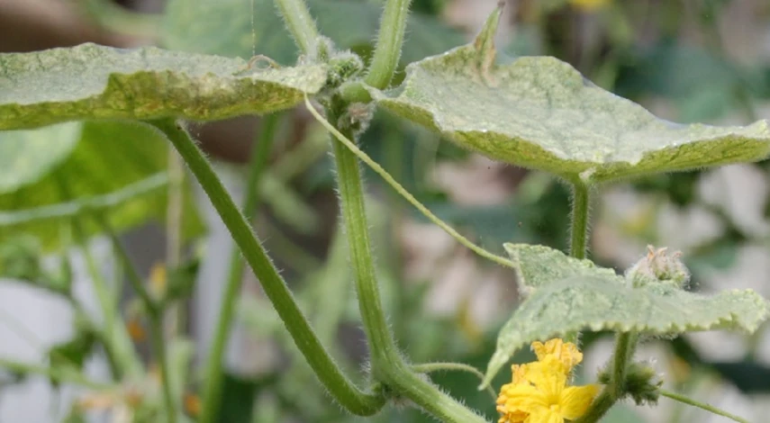 Признаки паутинного клеща на огурцах