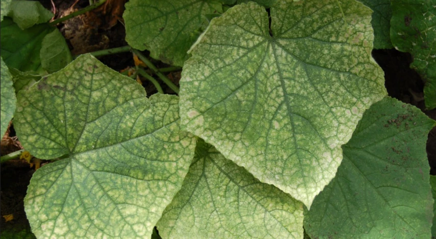 Паутинный клещ на листьях огурца