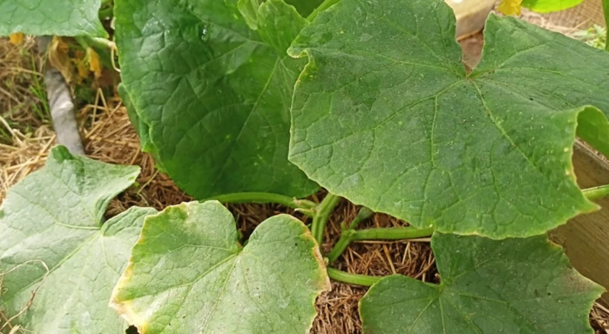 Обработка огурцов от паутинного клеща