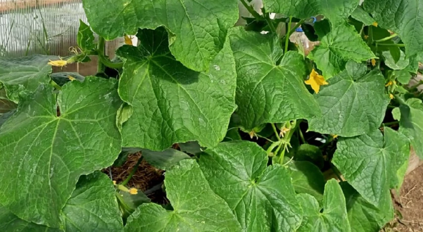 Что делать с паутинным клещом на огурцах