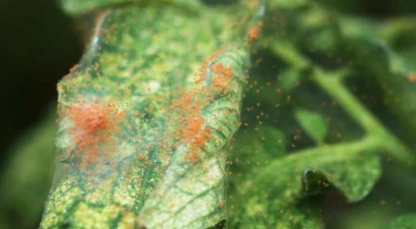 Как выглядит паутинный клещ