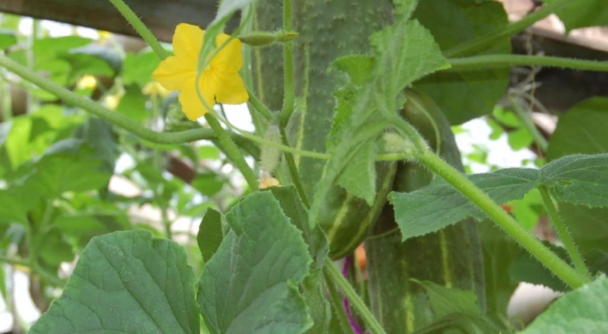 Увядание огурцов в теплице