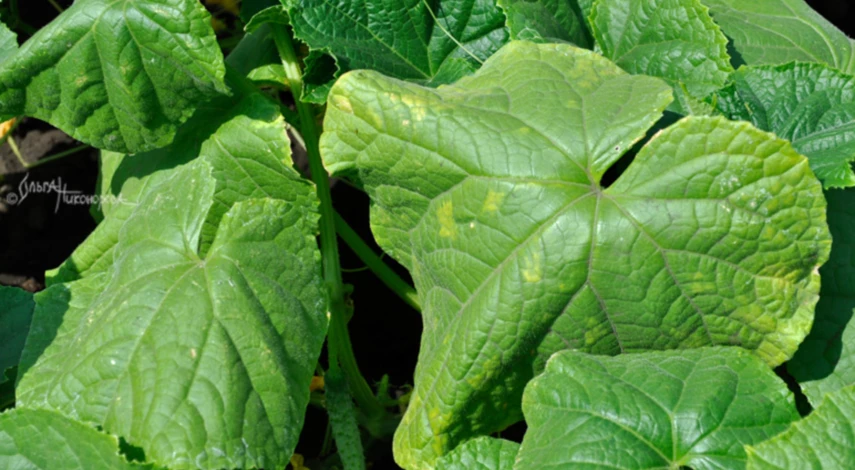 Почему вянут листья огурца