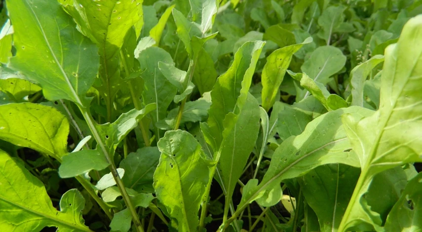 как выращивать рукколу в открытом грунте