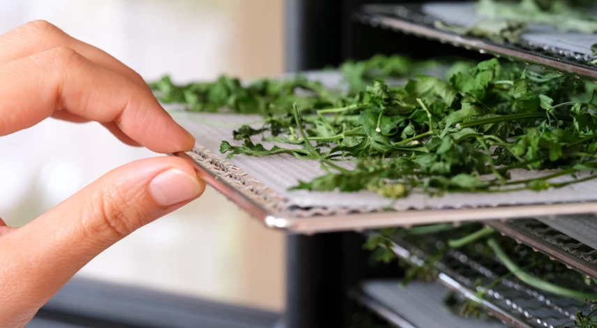 Сушка зелени в дегидраторе