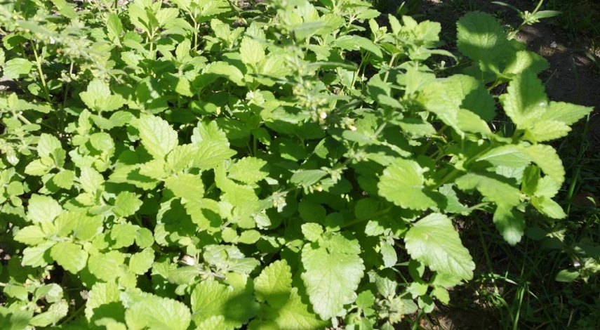 Сбор мяты для сушки