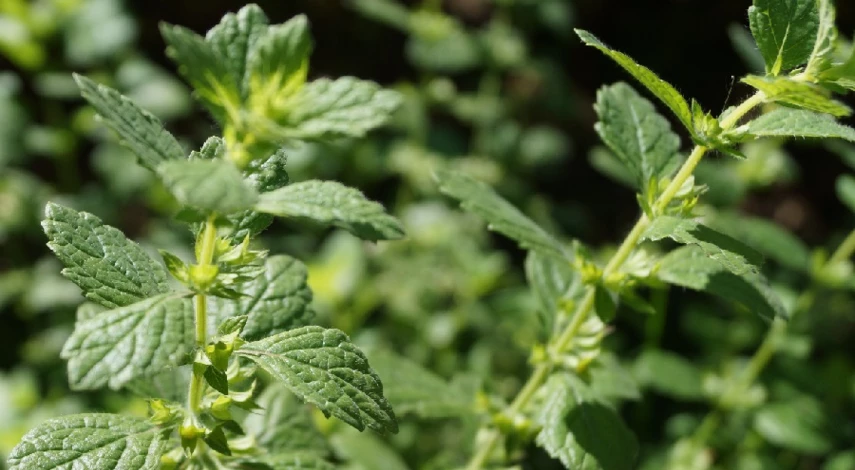 Сушка мяты для чая