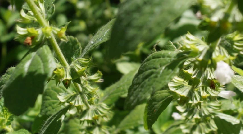 Сроки сбора мяты для чая