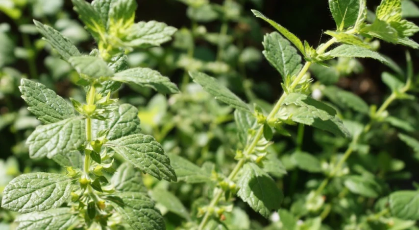 Сбор мяты для чая