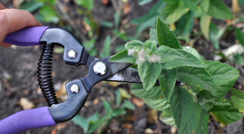 Сбор листьев мяты для чая