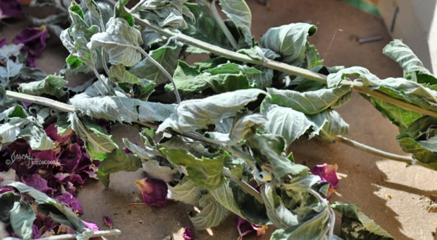 Сроки сбора листьев мяты