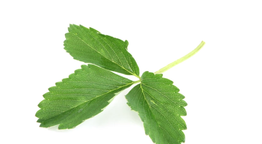 Сушка листьев в духовке