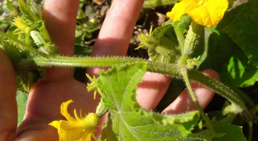 Профилактика пустоцветов на огурцах