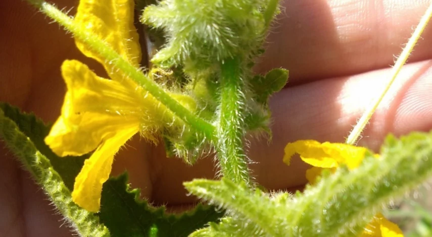 Причины пустоцветов на огурцах