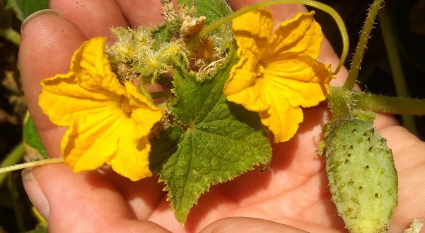 Почему пустоцветы на огурцах