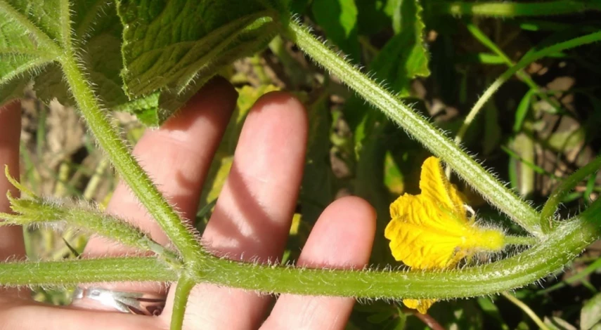 Борьба с пустоцветом огурцов