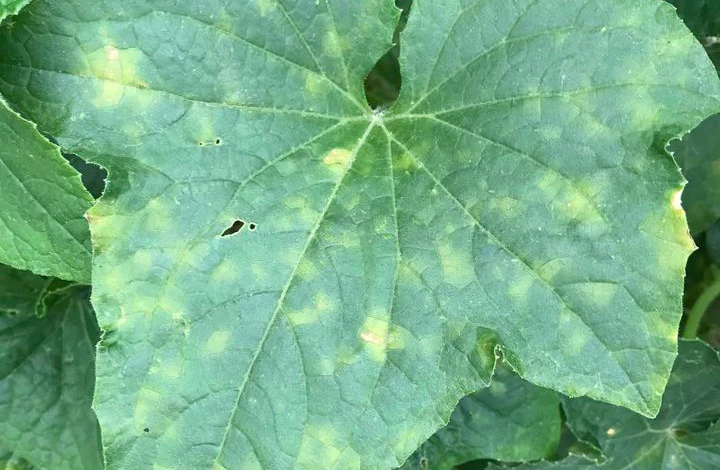 Пероноспориоз огурцов