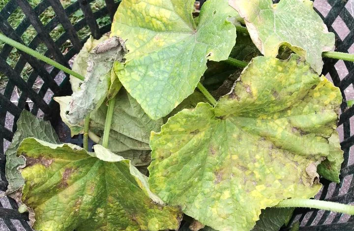 Пожелтение листьев огурцов