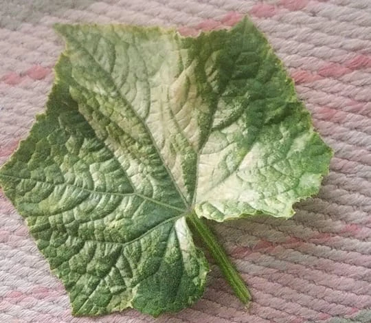 Солнечный ожог листьев огурцов