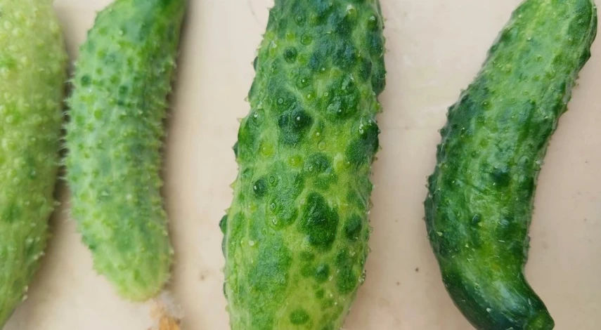 Болезни огурцов в теплице