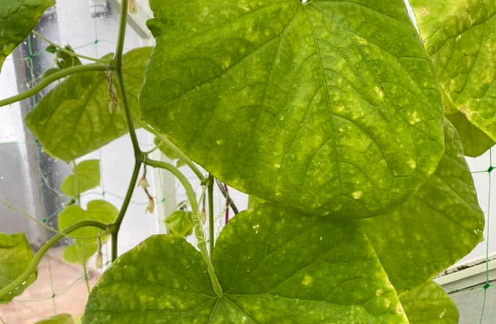 Желтеют листья огурцов из-за вредителей
