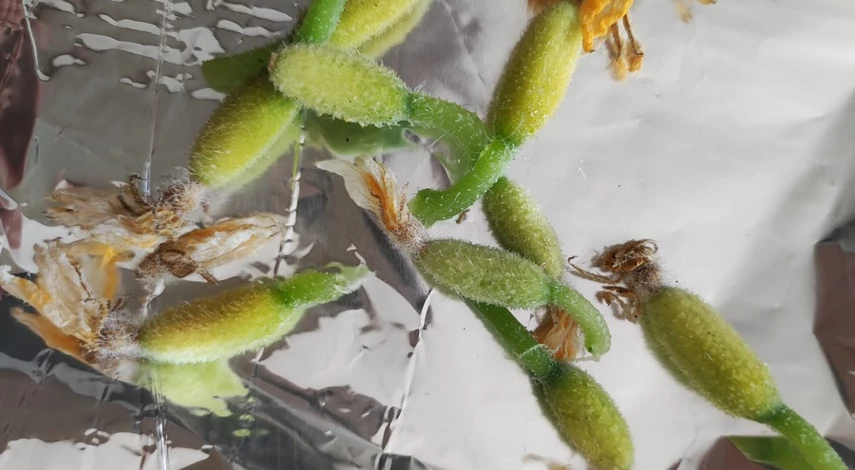 Пожелтевшие завязи огурцов