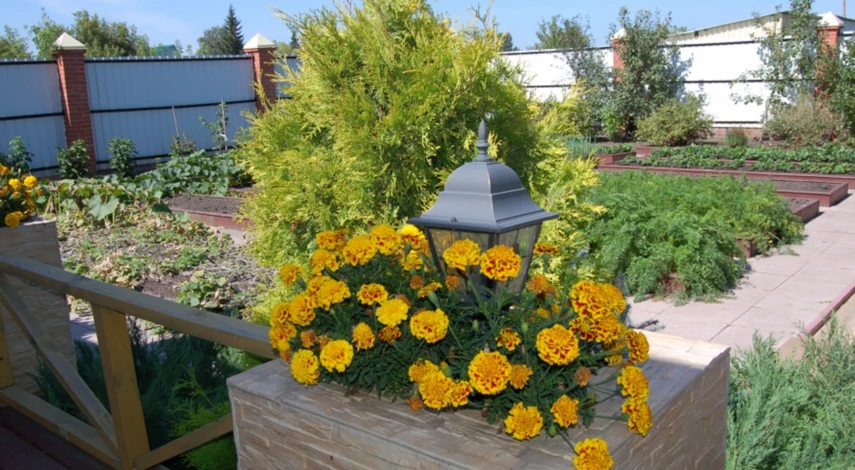 Как поливать бархатцы