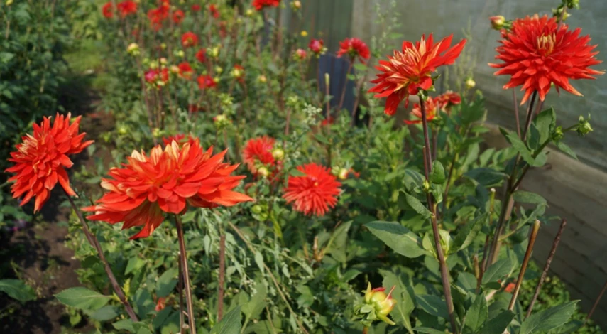 Полив садовых цветов