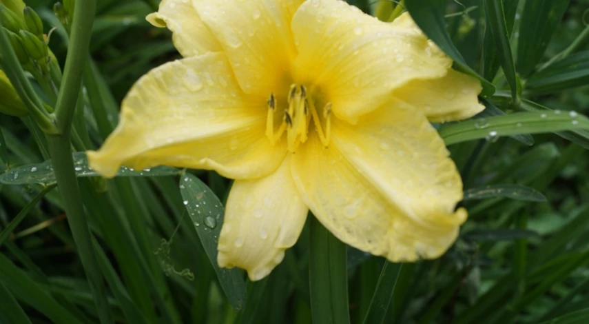 Когда поливать цветы в саду