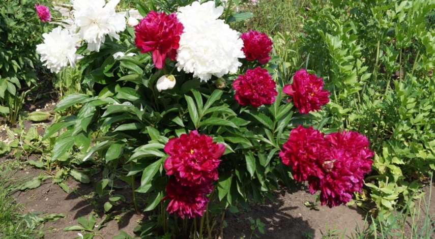 Как поливать садовые цветы