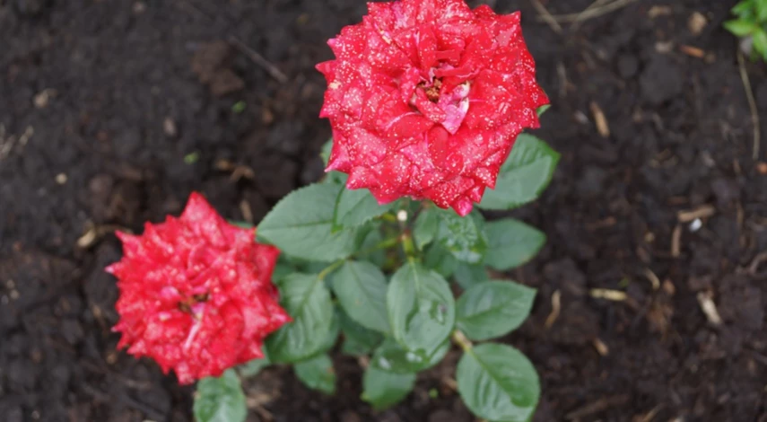 Чем поливать цветы