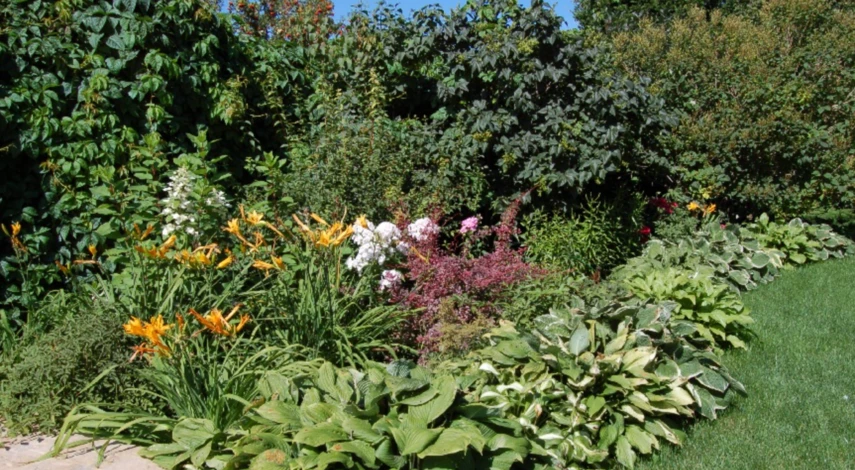 Периодичность полива цветов