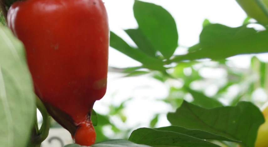 Вершинная гниль на перце