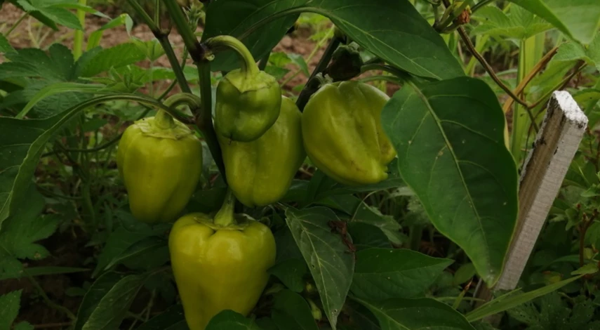 Что делать с гнилью перца