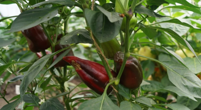 Гниль на перцах