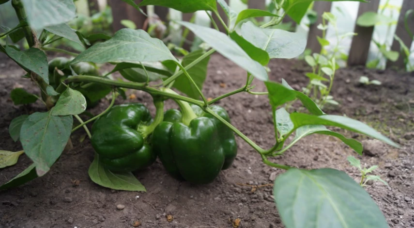 Борьба с гниением перца