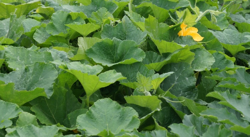 Причины гнили на кабачках