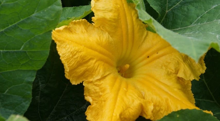 Что делать при гниении кабачков