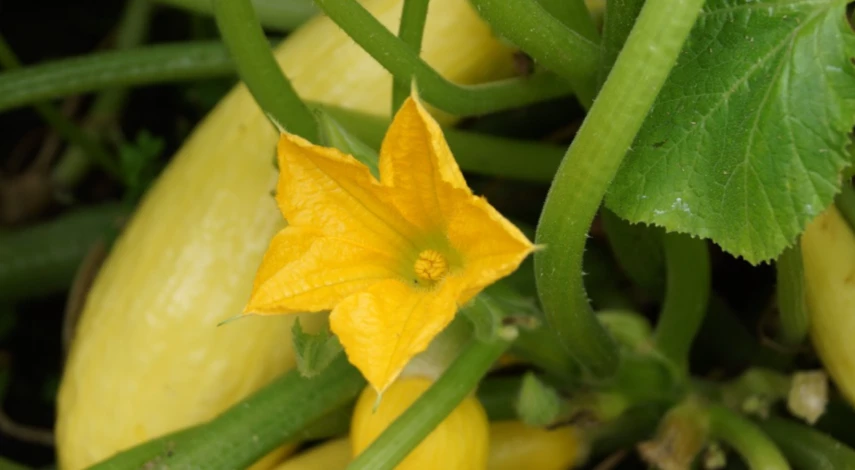 как избавиться от гнили на кабачках